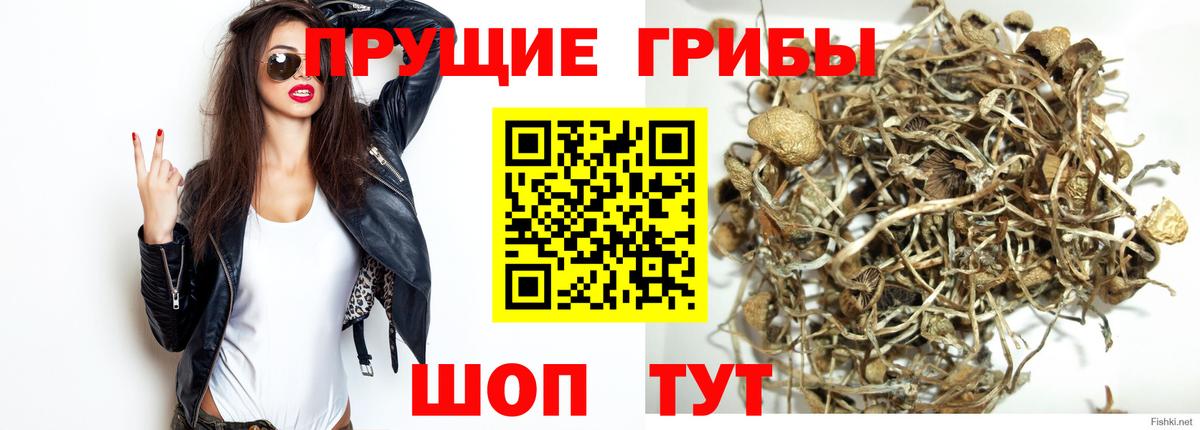 Димитровград  Псилоцибиновые грибы Psilocybe  Вход с VPN 